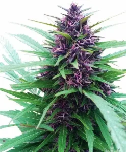 Auto Purple Kush Seeds 2 Buy Auto Purple Kush Seeds Online