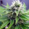 Buy Auto Quarter Pounder Seeds