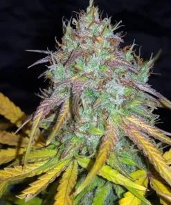 Auto Super Lemon Haze Seeds 2 Auto Super Lemon Haze Seeds