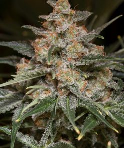 Buy Autoflower Seeds Online