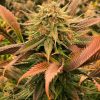 Big Bud Fast Flowering Seeds