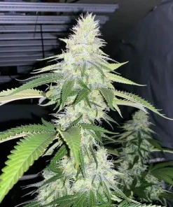 Big Bud Fast Flowering Seeds Big Bud Fast Flowering Seeds