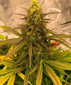 Big Bud Fast Flowering Seeds1 Big Bud Fast Flowering Seeds