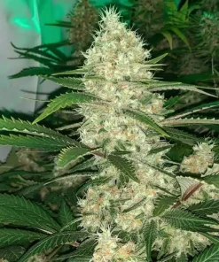Black Widow Seeds Black Widow Seeds