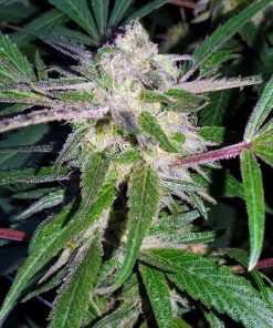 Blackberry Kush Seeds Blackberry Kush Seeds