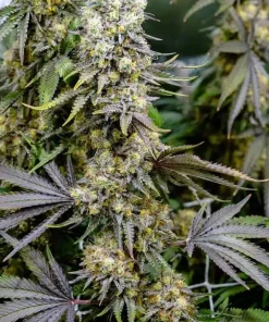 Blackberry Kush Seeds1 Blackberry Kush Seeds