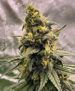 Blackberry Kush Seeds2 Blackberry Kush Seeds