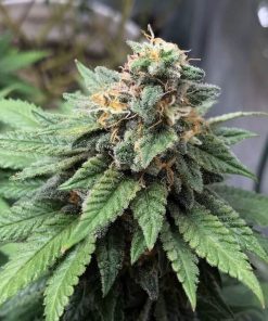 Blue Cheese Seeds Buy Blue Cheese Seeds