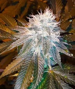 Blue Cheese Seeds1 Buy Blue Cheese Seeds