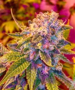 Blue Haze Seeds Blue Haze Seeds