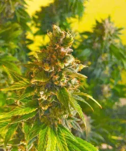 Blue Haze Seeds2 Blue Haze Seeds