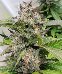 Blue Headband Seeds Buy Blue Headband Seeds
