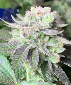 Blue Headband Seeds1 Buy Blue Headband Seeds