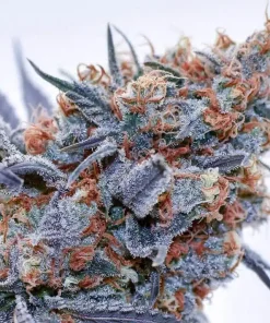 Blue OG Seeds1 Blue OG Seeds