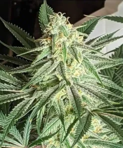 Blue OG Seeds2 Blue OG Seeds