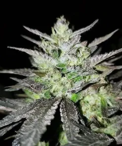 Blue OG Seeds3 Blue OG Seeds