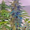 Buy Blue Widow Seeds