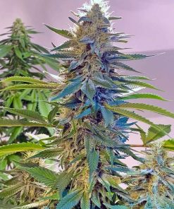 Buy Blue Widow Seeds