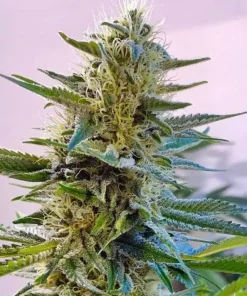 Blue Widow Seeds Buy Blue Widow Seeds