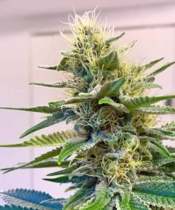 Blue Widow Seeds1 Buy Blue Widow Seeds