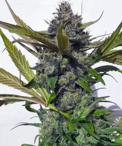 Blueberry Fast Flowering Seeds1 Blueberry Fast Flowering Seeds