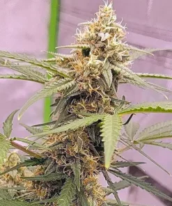 Blueberry Fast Flowering Seeds2 Blueberry Fast Flowering Seeds