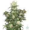 Buy Feminized Blueberry Seeds