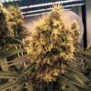 Bruce Banner Fast Seeds