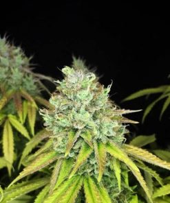 Bruce Banner Fast Seeds Bruce Banner Fast Seeds