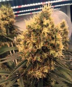 Bruce Banner Fast Seeds