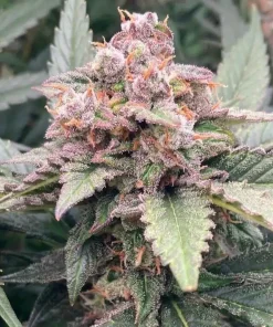 Bruce Banner Fast Seeds1 Bruce Banner Fast Seeds