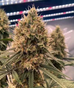 Bruce Banner Fast Seeds2 Bruce Banner Fast Seeds