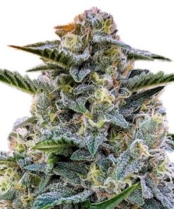 Bruce Banner Seeds Buy Bruce Banner Seeds
