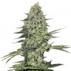 Buy Bubba Kush Seeds