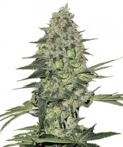 Buy Bubba Kush Seeds