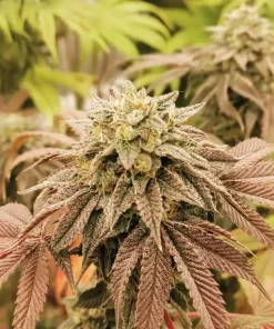 Bubba Kush Seeds1 Buy Bubba Kush Seeds