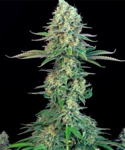 Buy Bubblegum Seeds Online