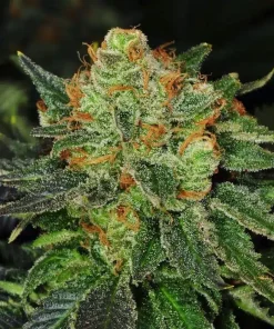 Bubblegum Seeds1 Buy Bubblegum Seeds Online