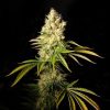 CBD Chemdog Seeds