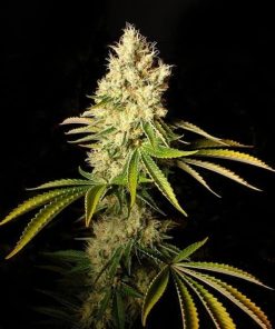 CBD Chemdog Seeds