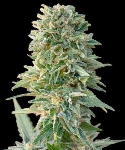 CBD Jack Herer Seeds CBD Jack Herer Seeds