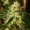 CBD Jack Herer Seeds