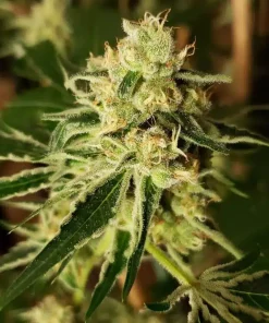 CBD Jack Herer Seeds