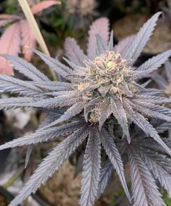 CBD Kush Seeds Buy CBD Kush Seeds