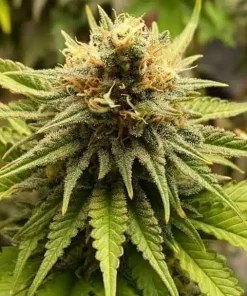 CBD Kush Seeds Buy CBD Kush Seeds