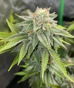 CBD Kush Seeds2 Buy CBD Kush Seeds