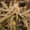 Buy CBD Kush Seeds