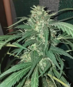 CBD Sour Lemon Haze Seeds1 CBD Sour Lemon Haze Seeds