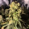 CBD Sour Lemon Haze Seeds