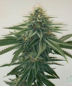 CBD Sour Tangie Seeds 25:1